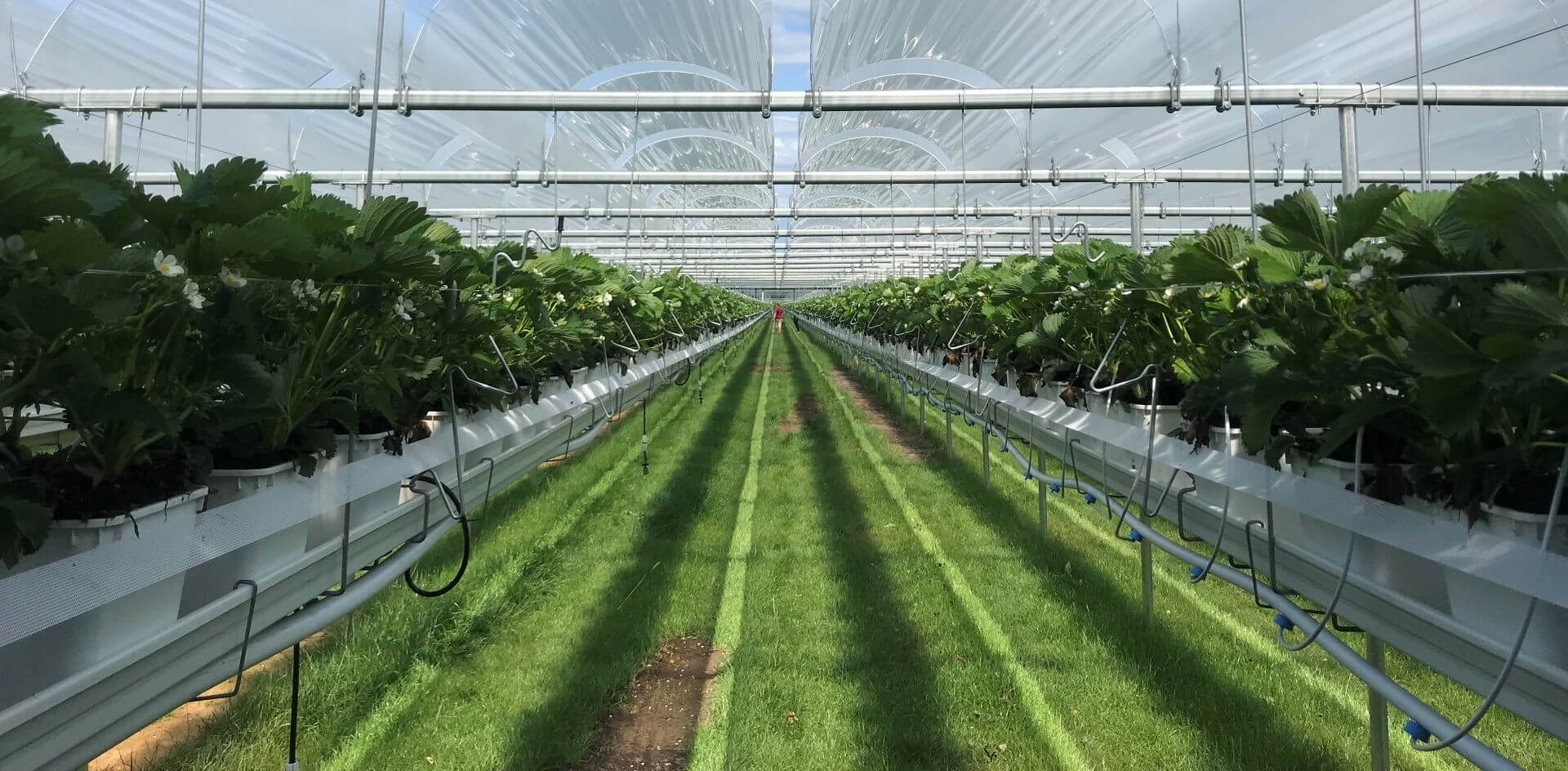 uprawie truskawek.jpg